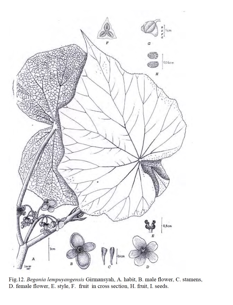 B. lempuyangensis
